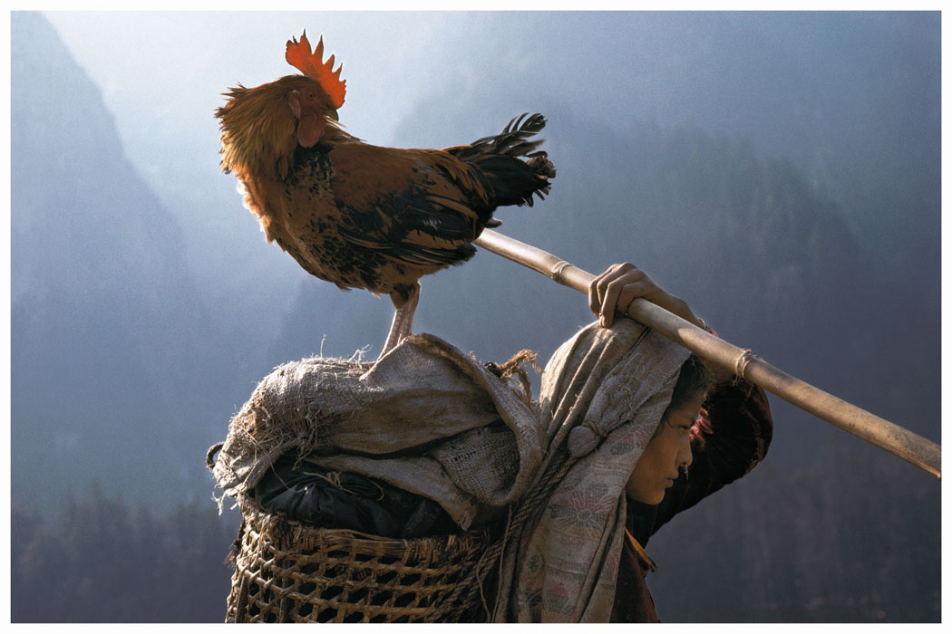 Bergère, Région de Jumla, Himalaya, Népal, 1992