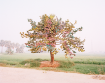 Rainbow Tree Valmiki Nagar, Bihar, India, 2014 (peint en 2020).