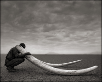 Ranger with tusks of killed elephant, Amboseli, 2011