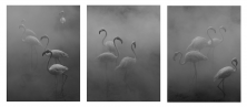 Flamingos I, II, III, Zimbabwe, 2020