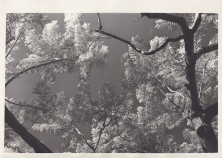 Jacaranda, 2021, de la série Pelle di Lava.