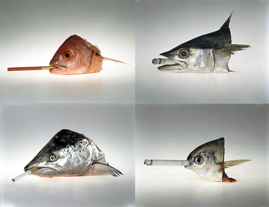 Smoking Fish Out of Water, 2009