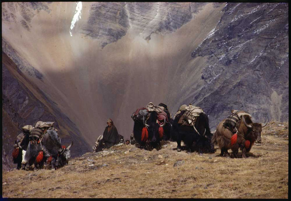 Caravane, Dolpo, Himalaya, 1991