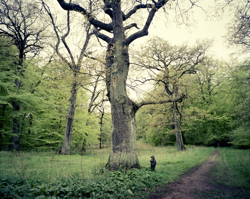 Oak Tree, 2009