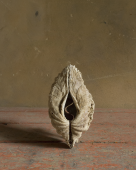 Untitled, (Morandi's Objects, Shell), 2015