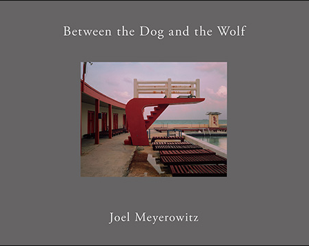 Between the dog and the wolf