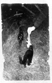 Les chats et l’arête, 2024.