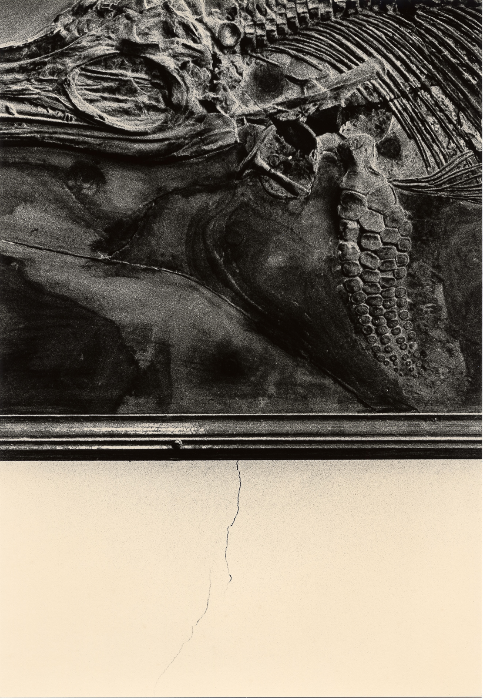 Untitled (fossil and wall), 2019.