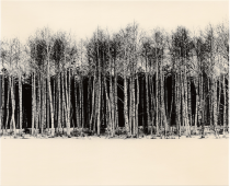 Untitled (birch trees), 2025.