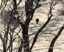 Untitled (branches), 2024.