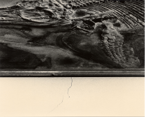 Untitled (fossil and wall), 2019.
