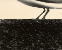 Untitled (seagul), 2024.