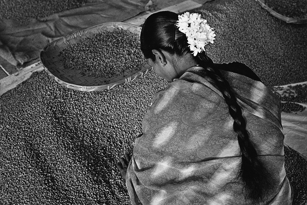 Woman sorting coffee out in Karnataka, India, 2003