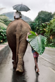 Young Man Walks Behind Elephant. Kandy, Sri Lanka, 1995.