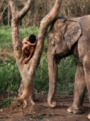 Mahout and His Elephant, Thailand, 2011