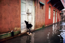 Dog on Flooded Street, India, 1983