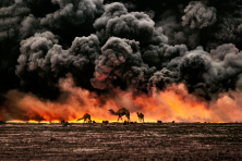 Camels in Burning Oil Fields. Al Ahmadi, Kuwait, 1991.