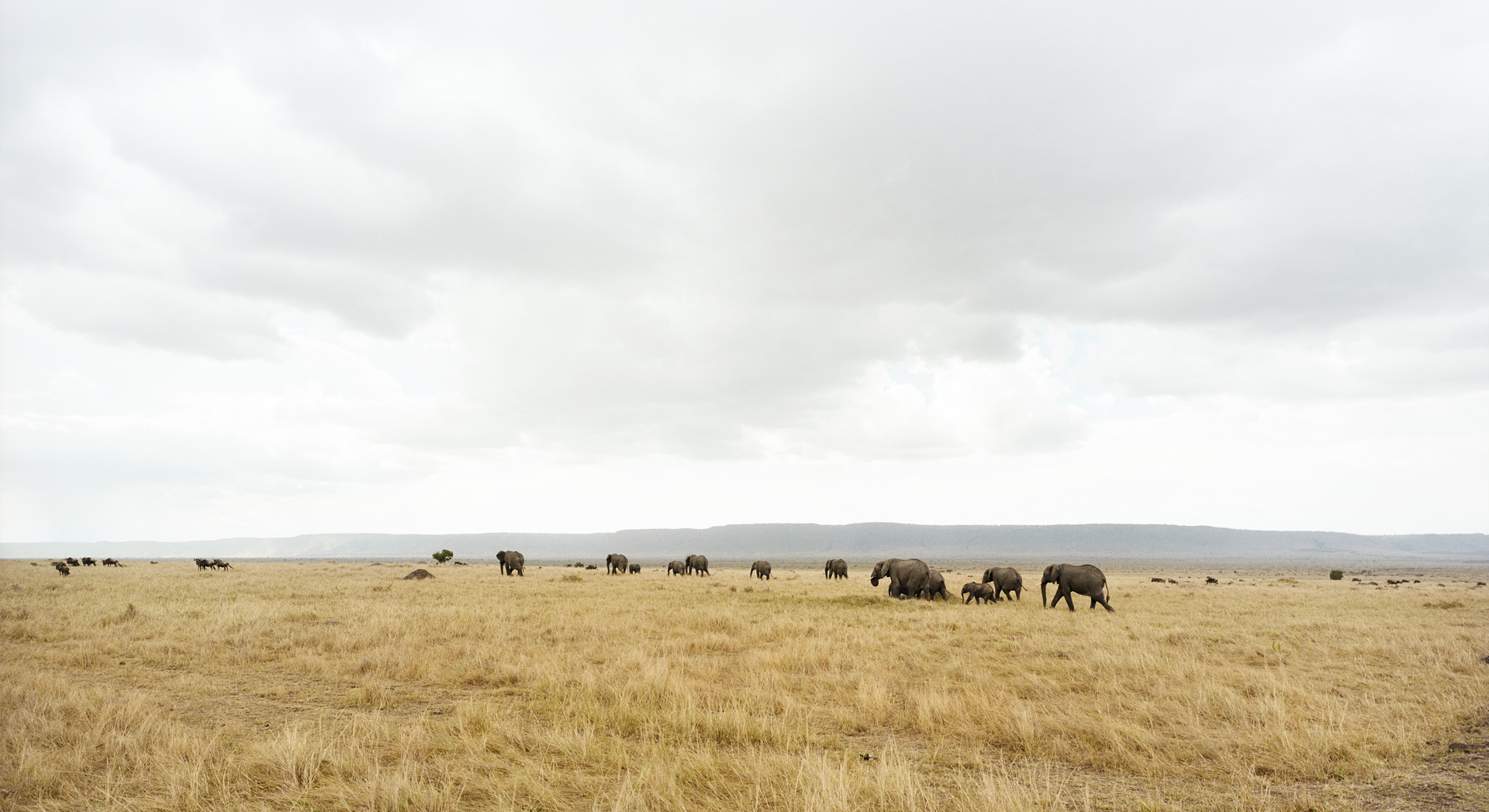 Masai Mara II, 2009