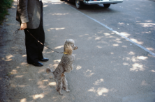 Dog’s life, 1966