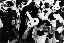 Cows, Carnaval at Saint Denis, 1996
