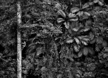 Climbing tree, Mentawai, Indonesia, 2008